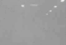 Carrara Plasma  3CM PSQ
