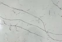 Calacatta Bordo 3CM PSQ